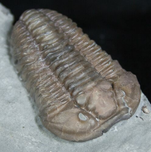 Sweet Ohio Flexicalymene Trilobite #2295